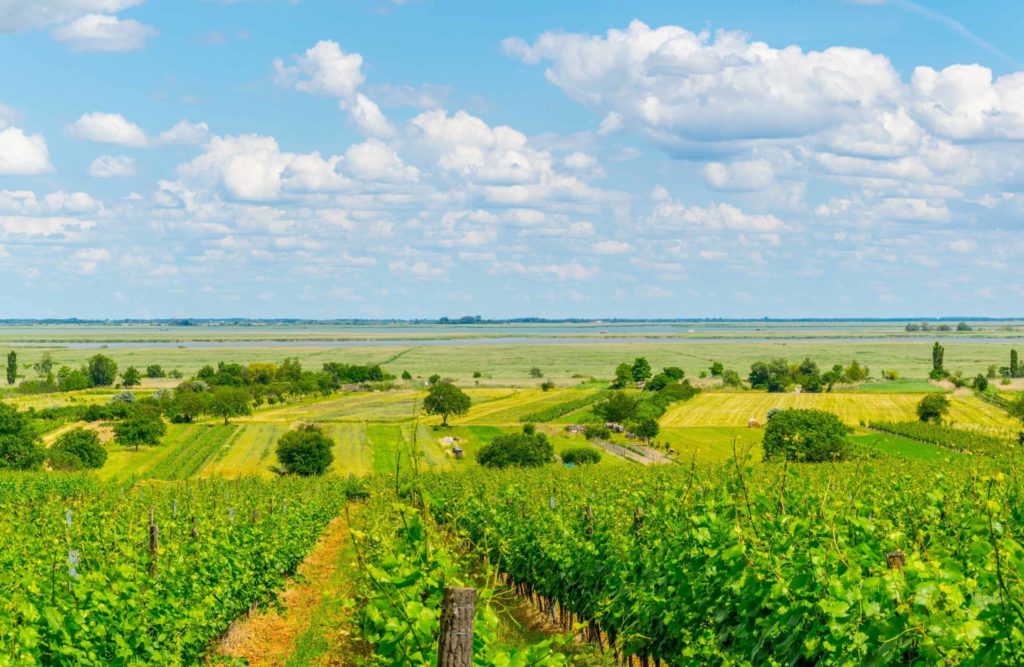 A Summer Medley of Chardonnay, Champagne and Rosé